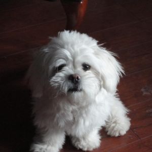 Meet your Posher, Ben