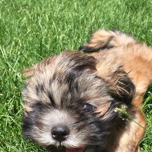 Meet your Posher, Bryce