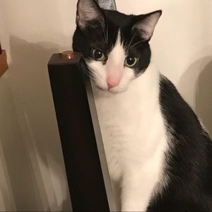 Meet your Posher, Hector