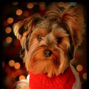 Meet your Posher, Misty