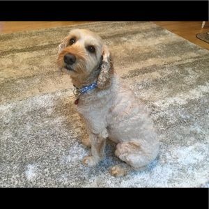 Meet your Posher, Patricia