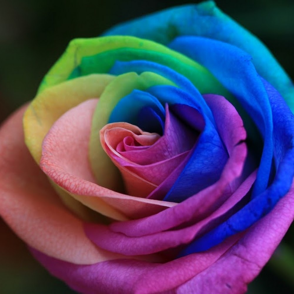 Meet your Posher, Makenzie