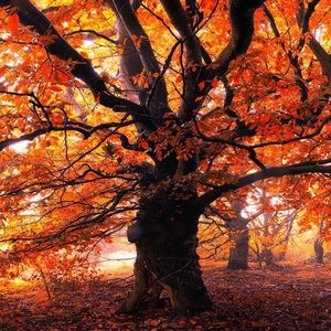 Meet your Posher, Thalia