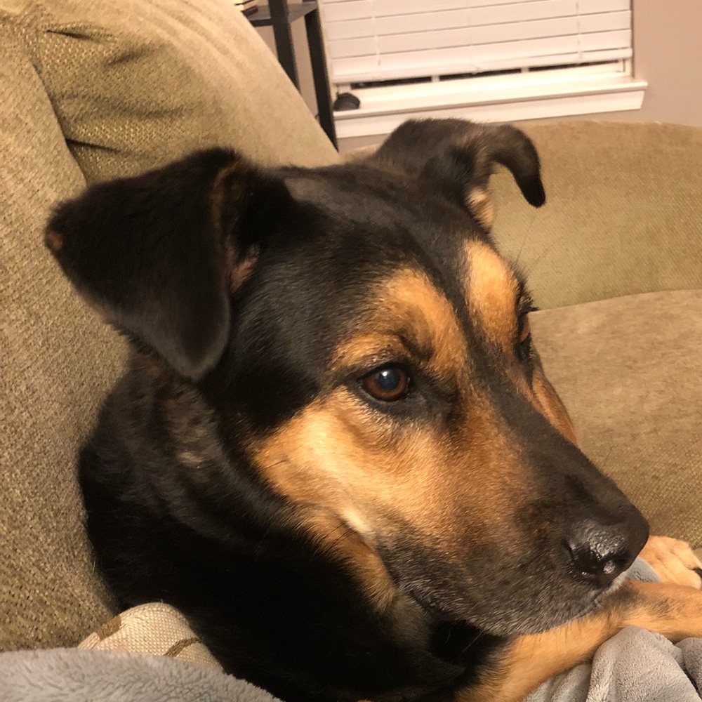 Meet your Posher, Shannon