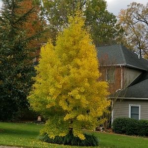 Meet your Posher, Chanthea