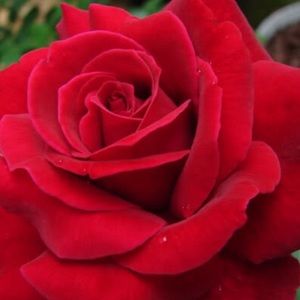 Meet your Posher, Layla