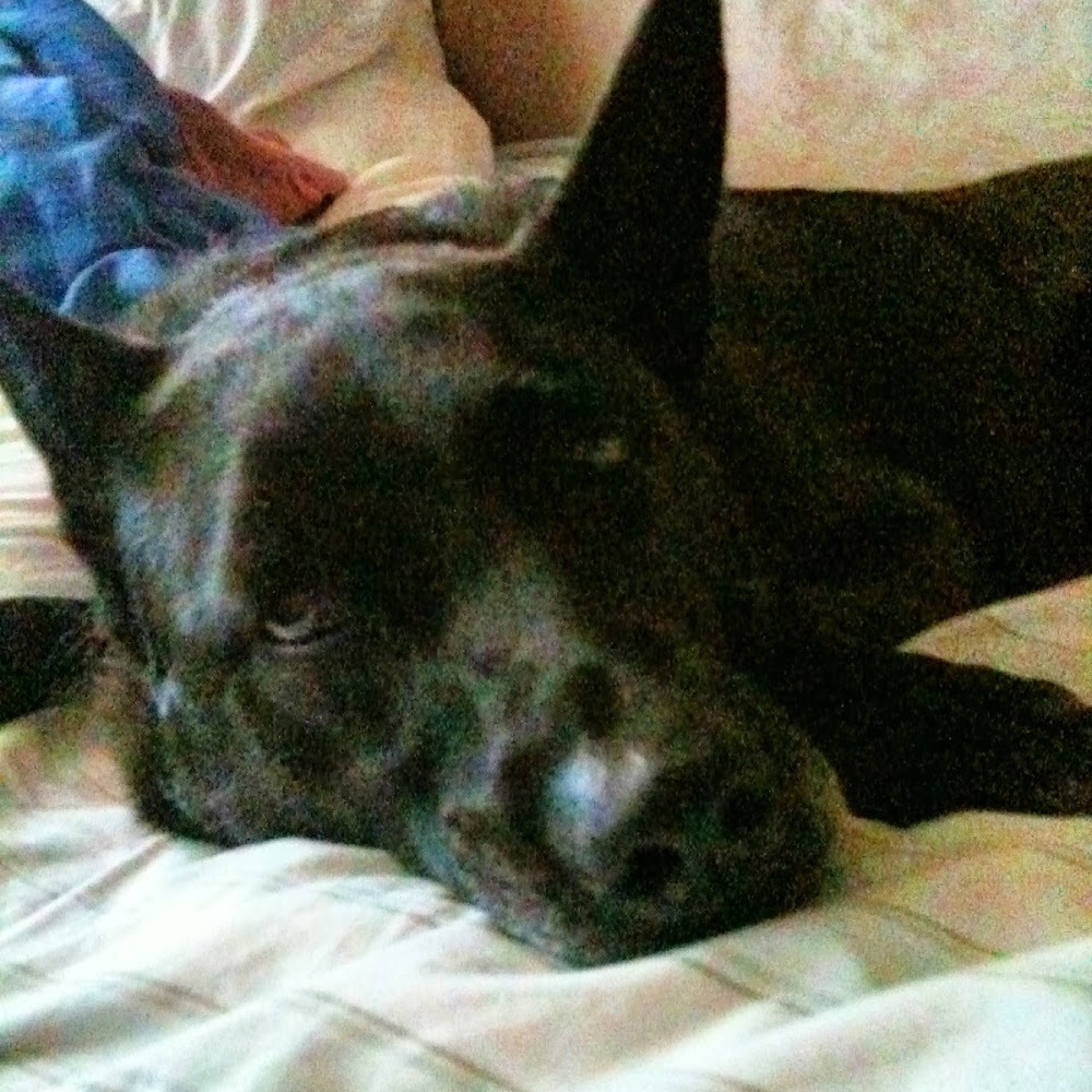 Meet your Posher, Nan🌈🐾