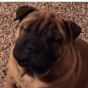 Meet your Posher, Connor