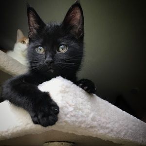 Meet your Posher, Rachael