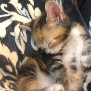 Meet your Posher, Mona