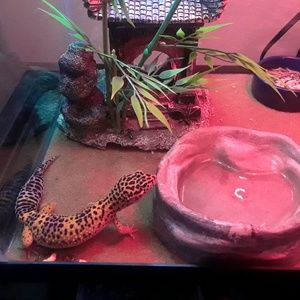 Meet your Posher, Henry