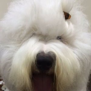 Meet your Posher, Colin