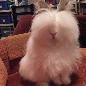 Meet your Posher, Abby