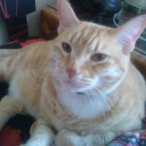 Meet your Posher, Bones