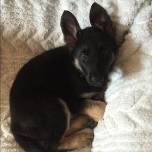 Meet your Posher, Abbey