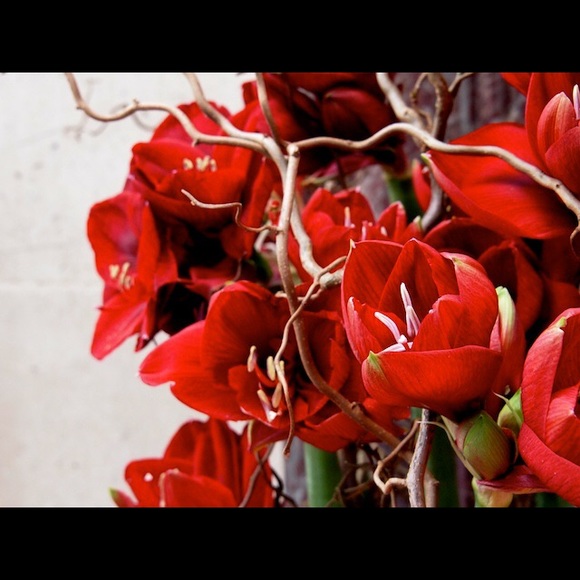 Meet your Posher, Mary - Picture 1 of 1