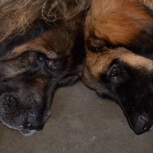 Meet your Posher, Rory