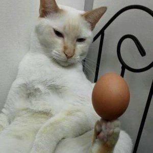 Meet your Posher, Patrick