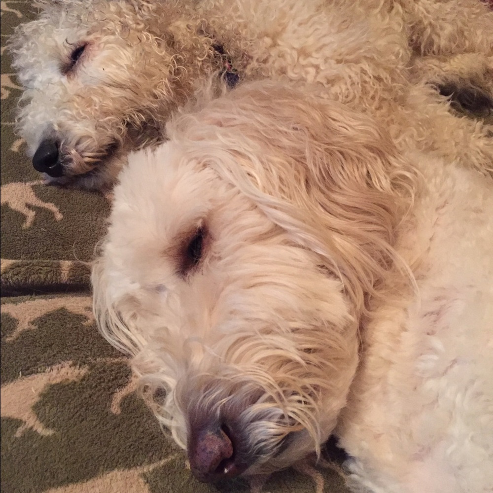 Meet your Posher, Renee