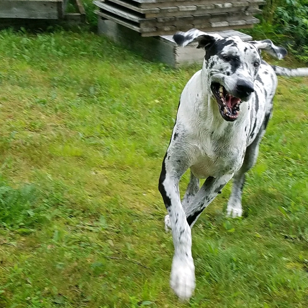 Meet your Posher, Shannon