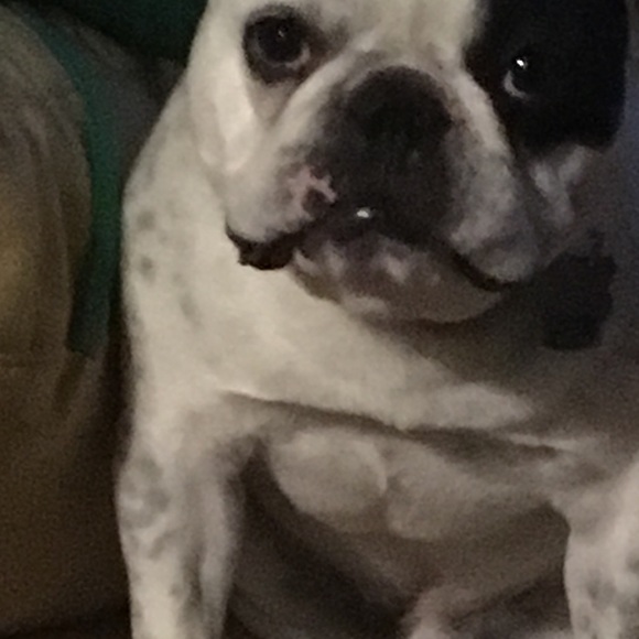 Meet your Posher, Dom - Picture 1 of 1