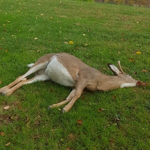 Meet your Posher, Jarvis