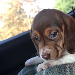 Meet your Posher, Bella