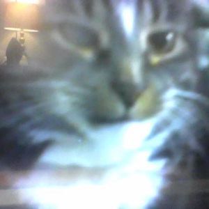 Meet your Posher, Alfonso