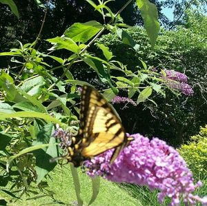 Meet your Posher, Shelley