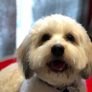 Meet your Posher, Sam