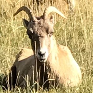 Meet your Posher, Dylan