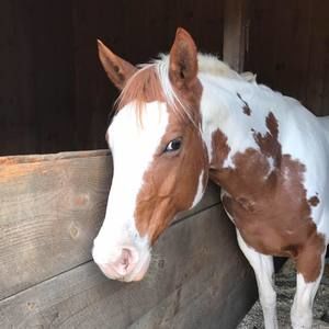 Meet your Posher, Tracy