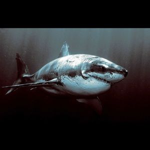 Meet your Posher, Johnny