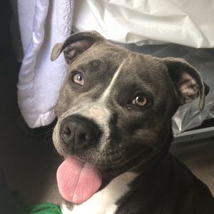 Meet your Posher, Devon