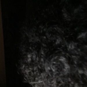 Meet your Posher, Beau