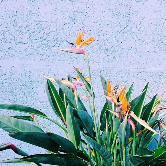 Meet your Posher, Angelina - Picture 1 of 1