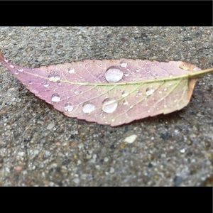 Meet your Posher, Lilly