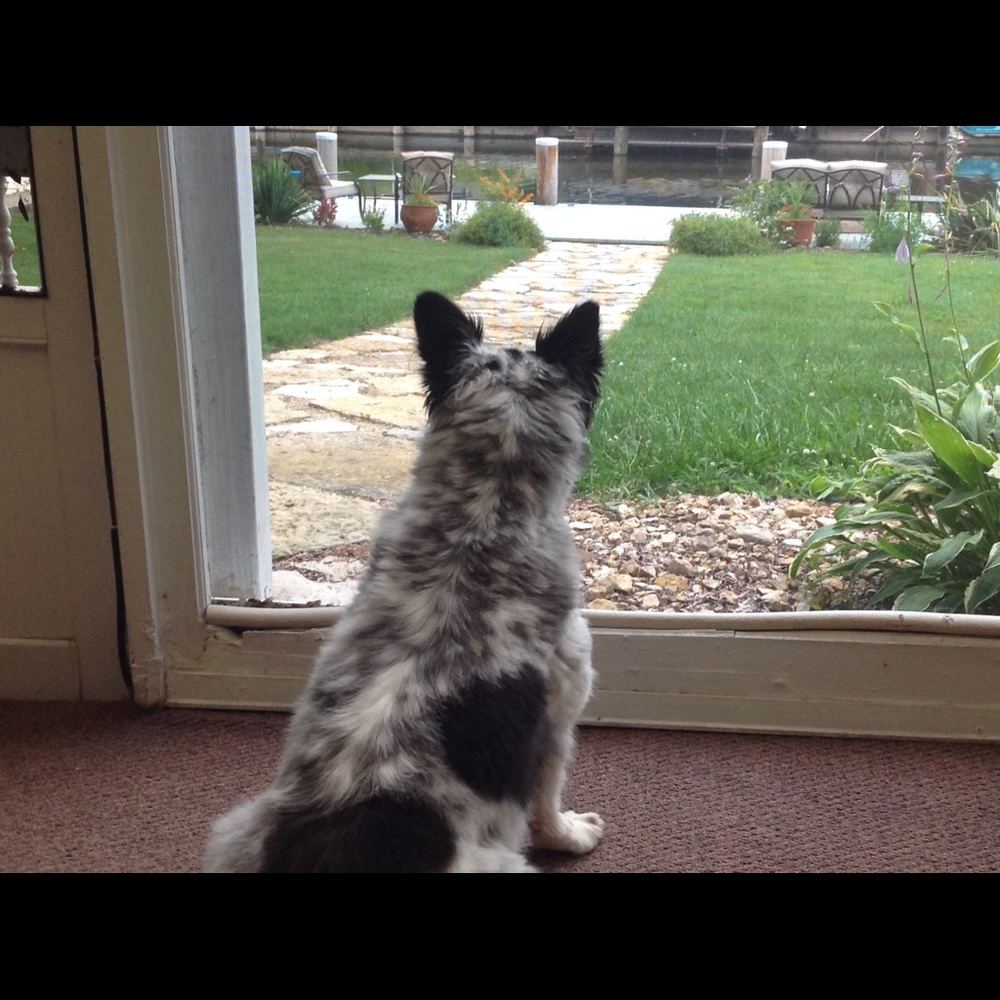 Meet your Posher, Jessie