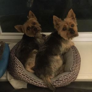 Meet your Posher, Joy