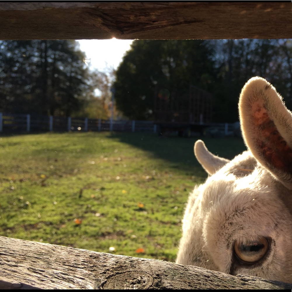 Meet your Posher, Susan