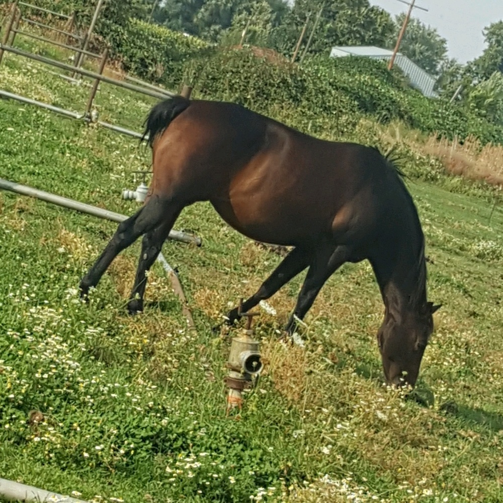 Meet your Posher, Deseray