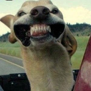 Meet your Posher, Bonny