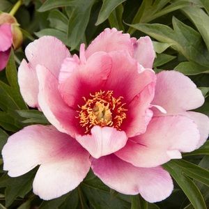 Meet your Posher, Jaclyn