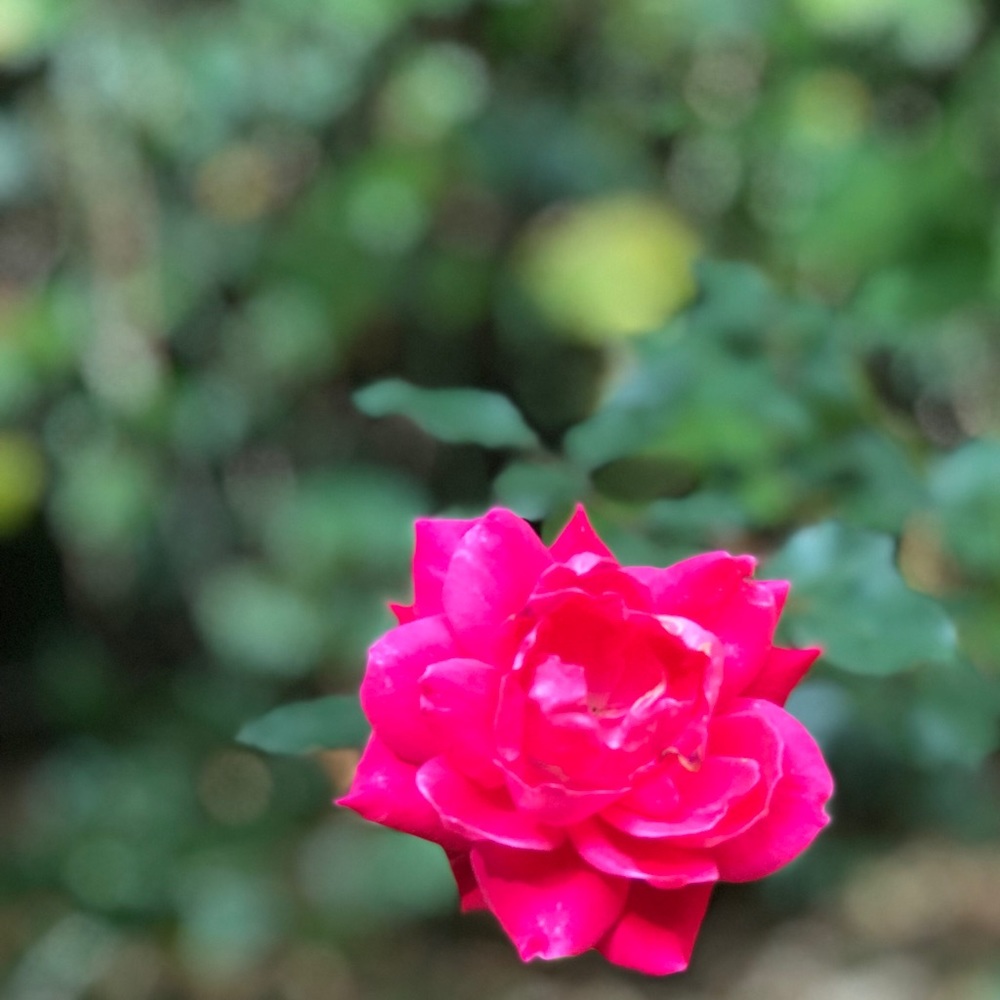 Meet your Posher, Mackenzie