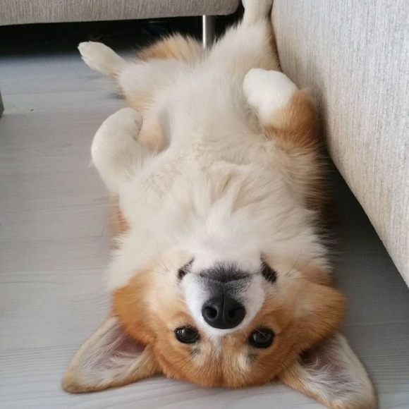 Meet your Posher - Picture 1 of 1