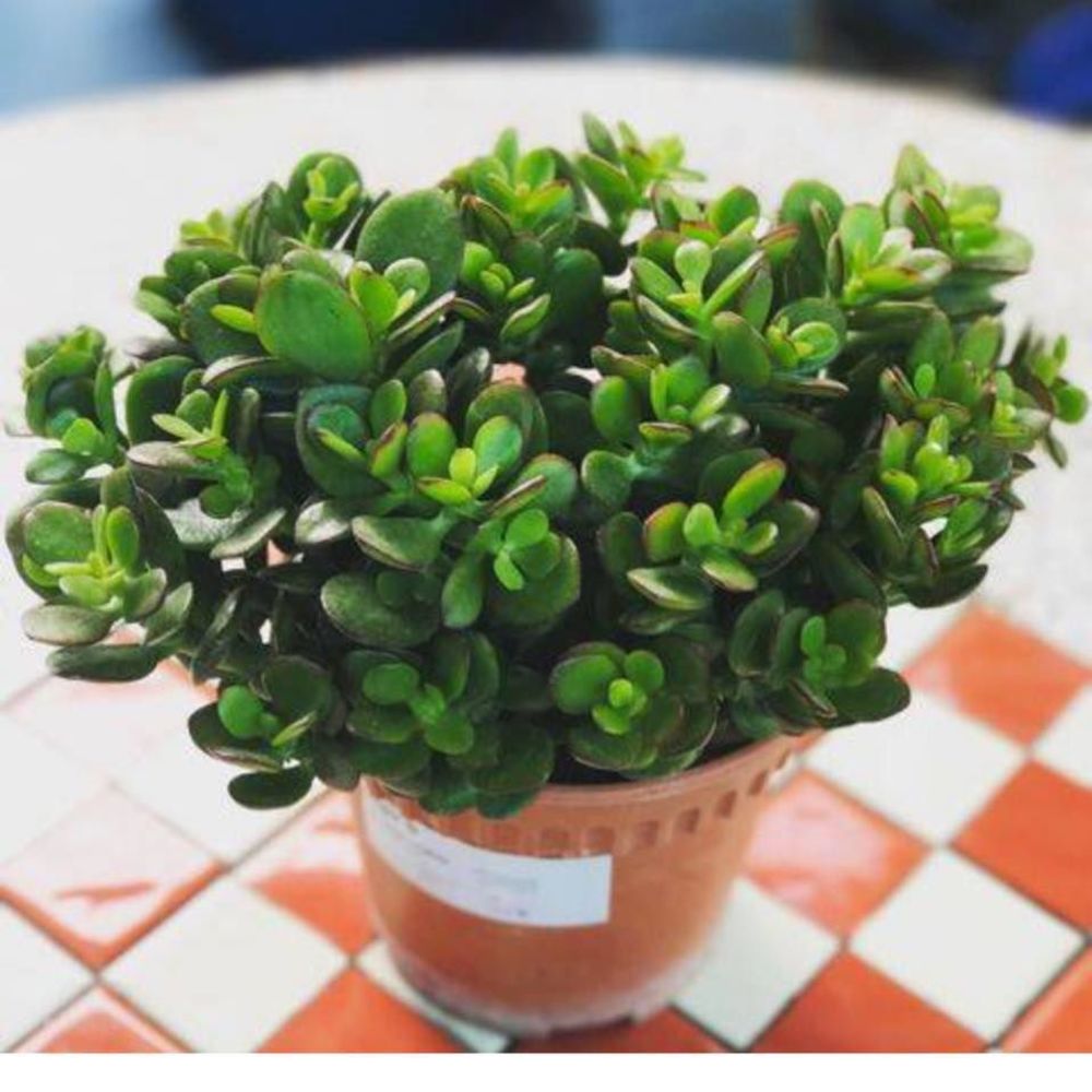 Meet your Posher, Teerawan