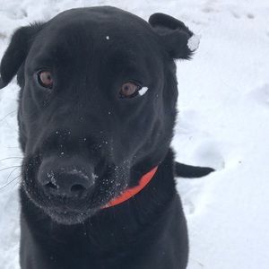 Meet your Posher, Beau