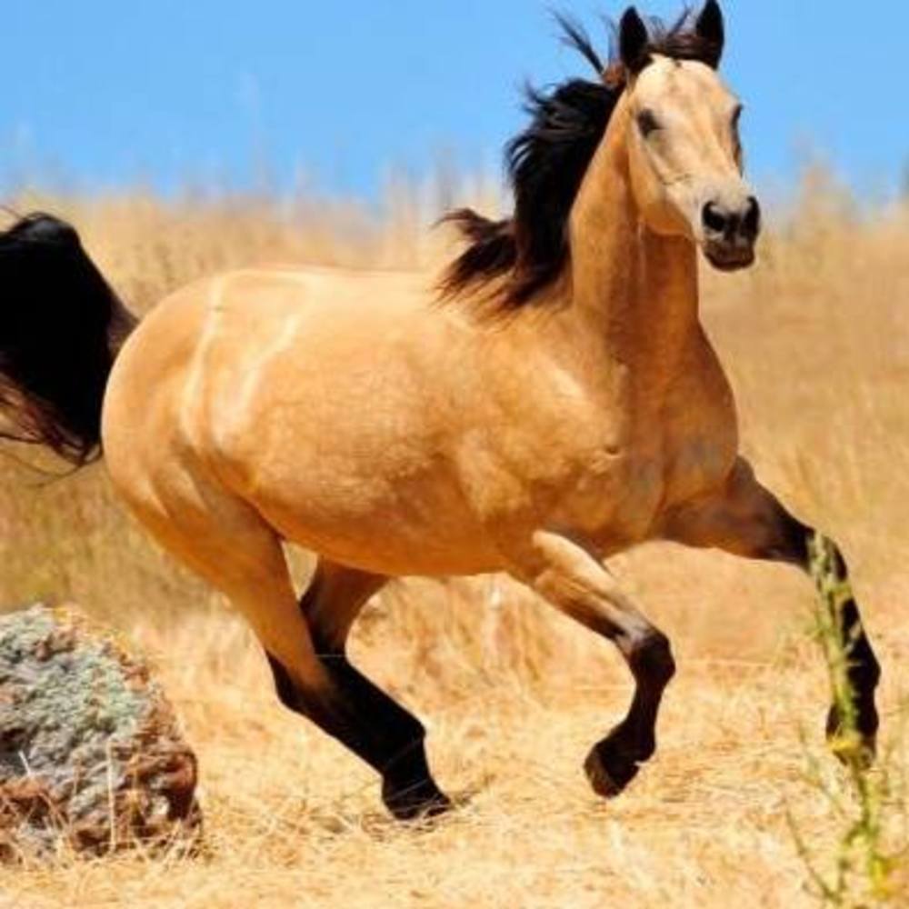 Meet your Posher, CRR