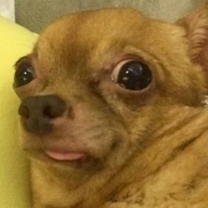 Meet your Posher, Luo