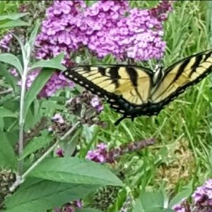 Meet your Posher, Cherie